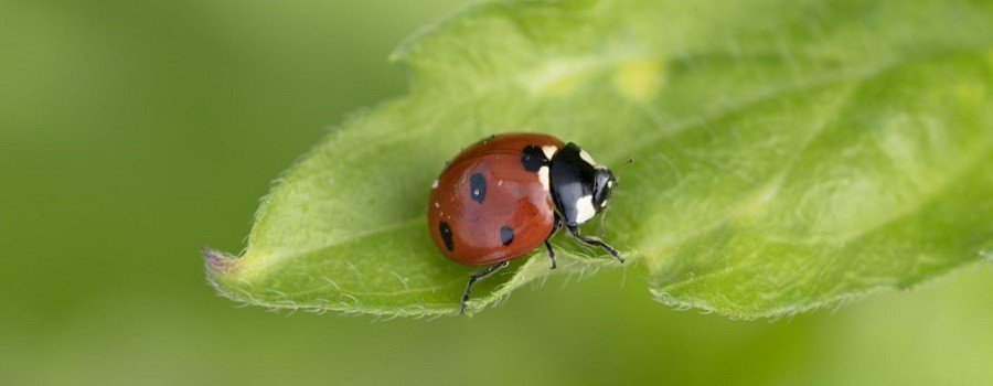 Ladybug Spirit Symbols