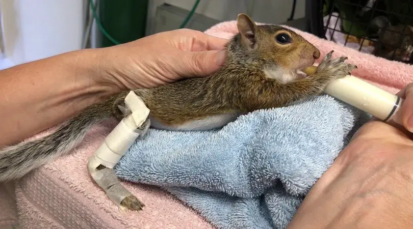 How To Treat Aspiration Pneumonia In Baby Squirrels