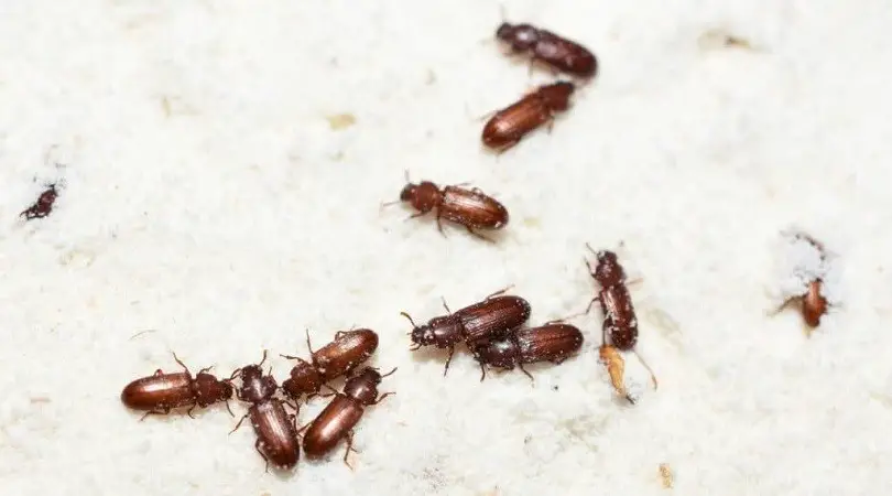 What Do Baby Beetles Look Like