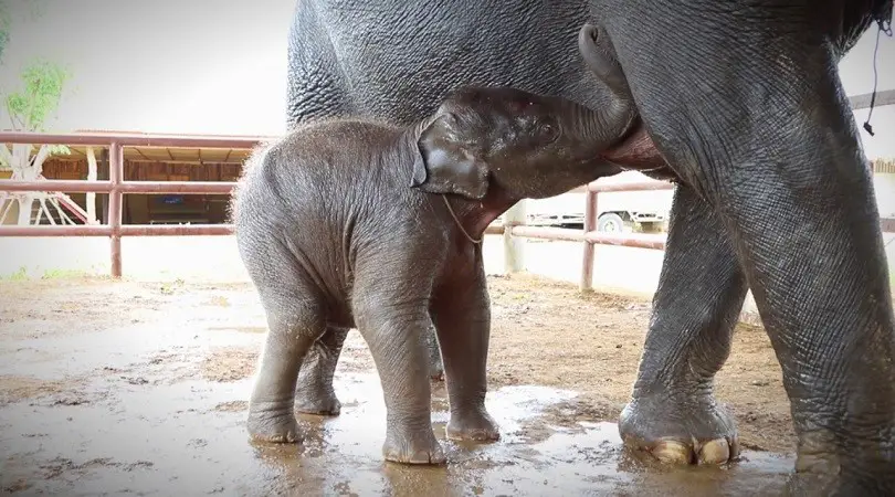 What Do Baby Elephants Eat