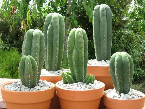 Practical Ways to Use San Pedro Cactus